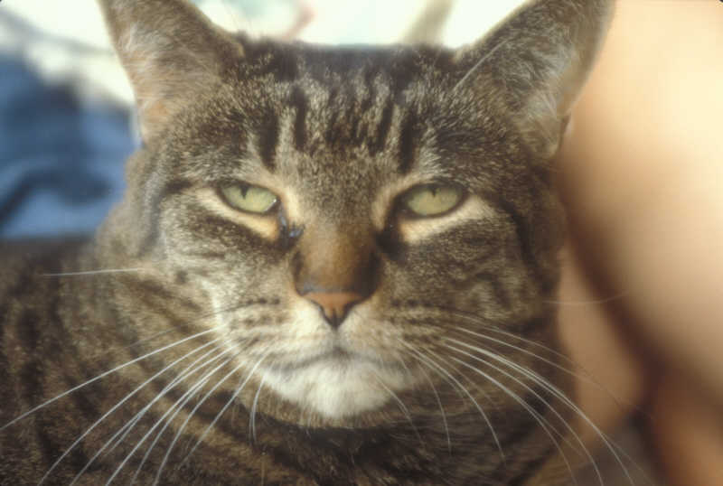 ak-22-35 Tootes the Cat