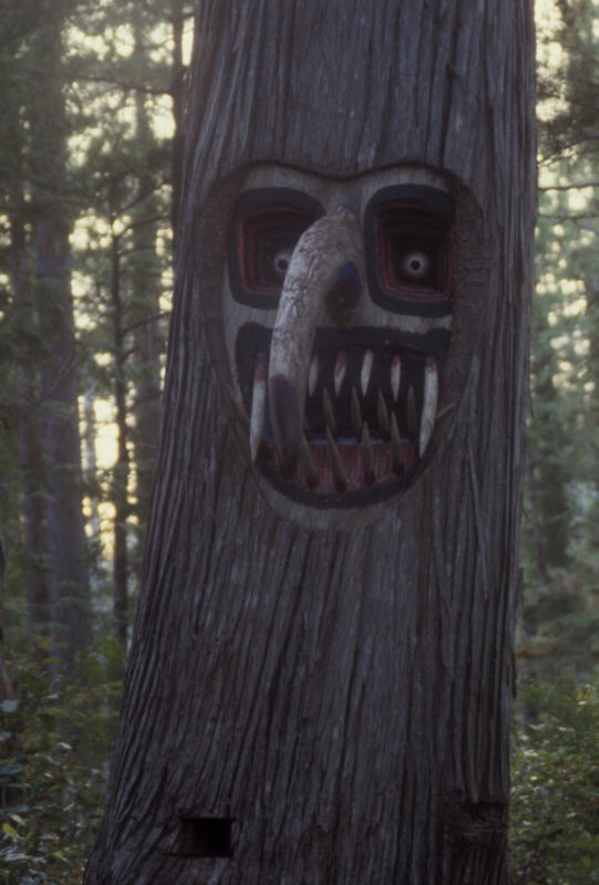 ak-02-22 a long nosed, barbed tooth chief is carved in the side of a large cedar