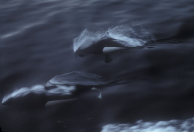 ak-05-04 dolfin