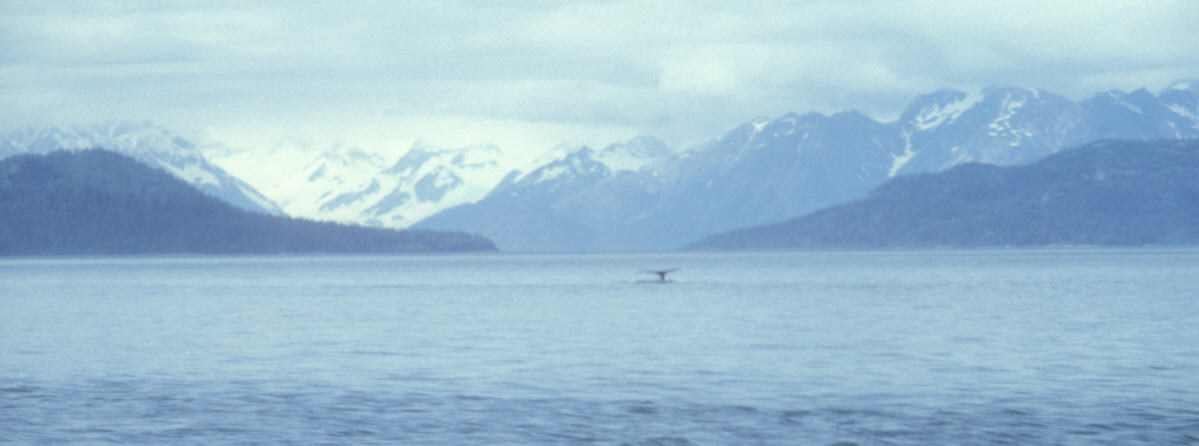 ak-05-14 large bay with fin of whale