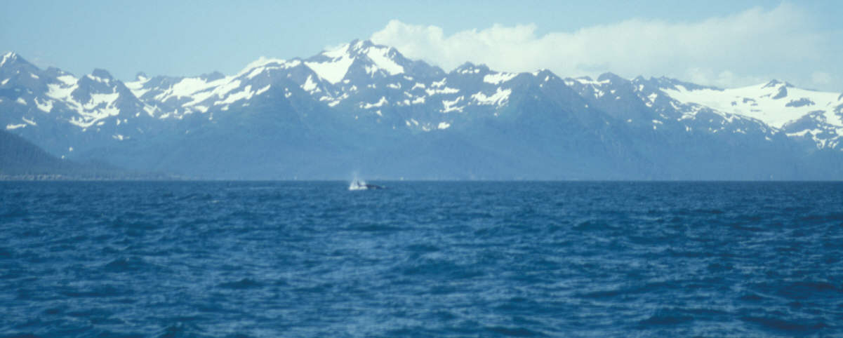 ak-08-35 whale