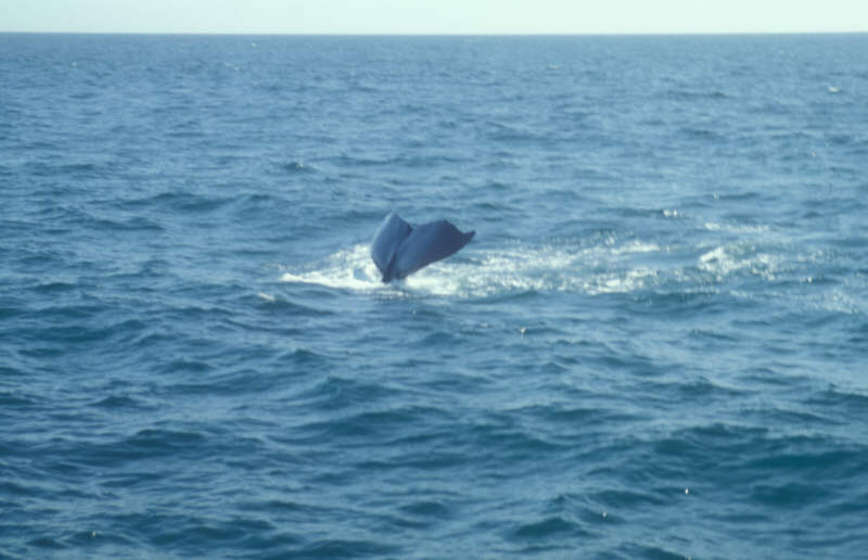 ak-08-36 whale