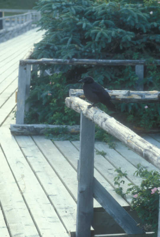 ak-10-07 Halabit Cove crow