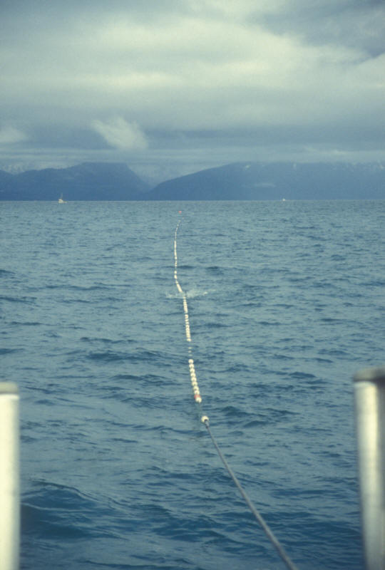 ak96-a-37 fish in the net
