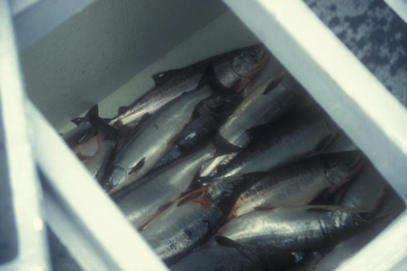 ak96-a-38 first fish in the hold