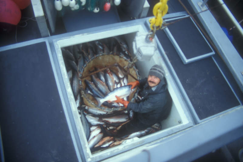 ak96-b-32 fish hold