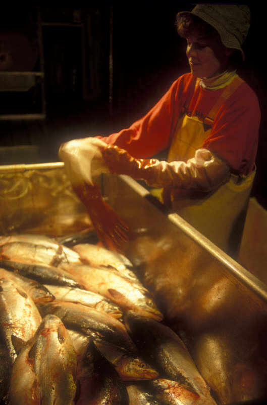 ak96-c-05 sorting fish
