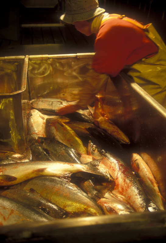 ak96-c-06 sorting fish