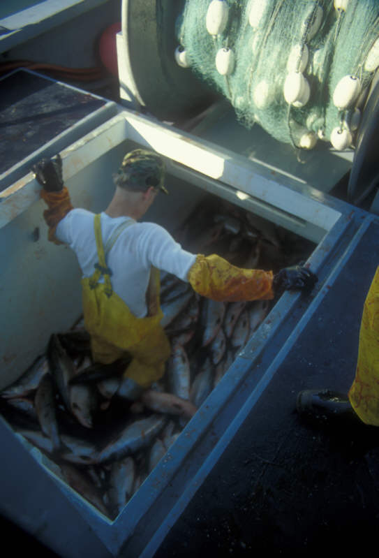 ak96-c-20 fish hold