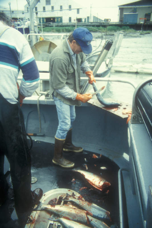ak96-c-22 cleaning fish