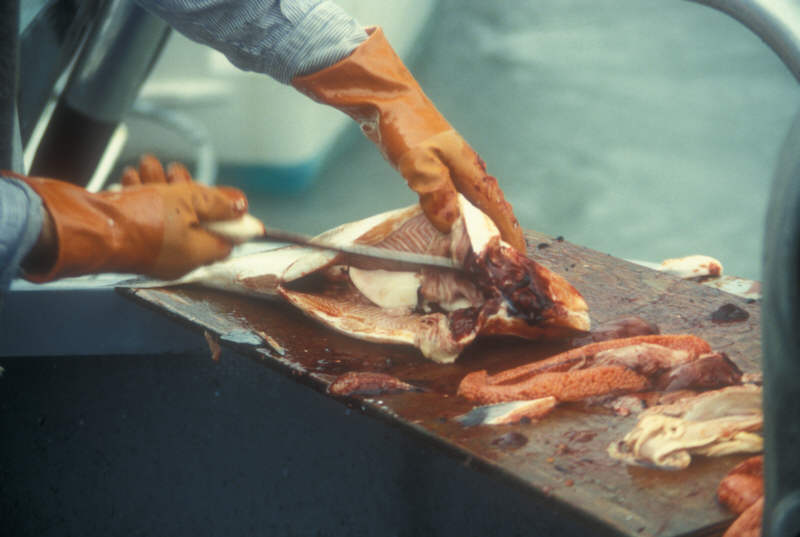 ak96-c-23 cleaning fish