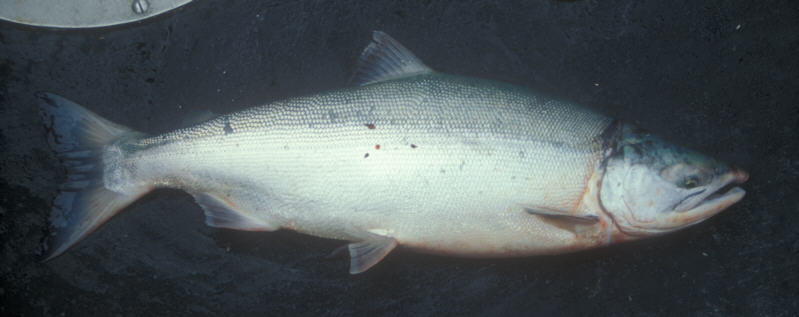 ak96-d-24 Nice Fish!